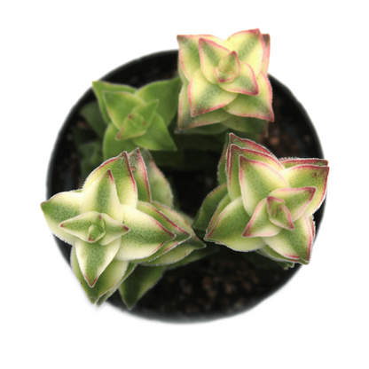 Crassula perforata f. variegata
